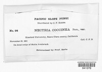 Nectria coccinea image